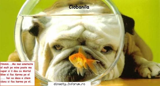 Dinasty (Imagini Fun) - Ciobanila (dati click pe ele pentru a se vede mai - Poze